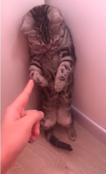 铲屎官你们都怎么养喵？你以为最好养几只喵？