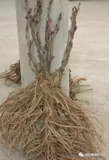 专业角度看凤丹各器官特点，带你全面科学认识高淳四宝-白牡丹