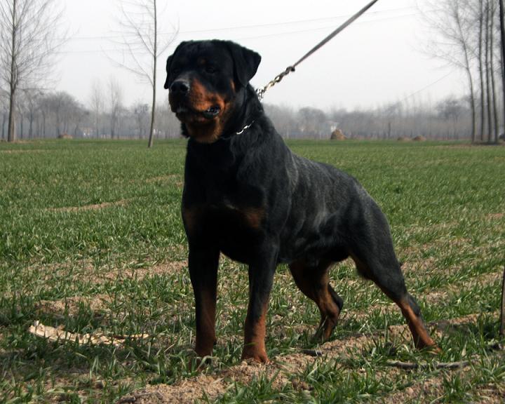 如何挑选优秀的罗威纳,怎么挑选好的罗威纳犬