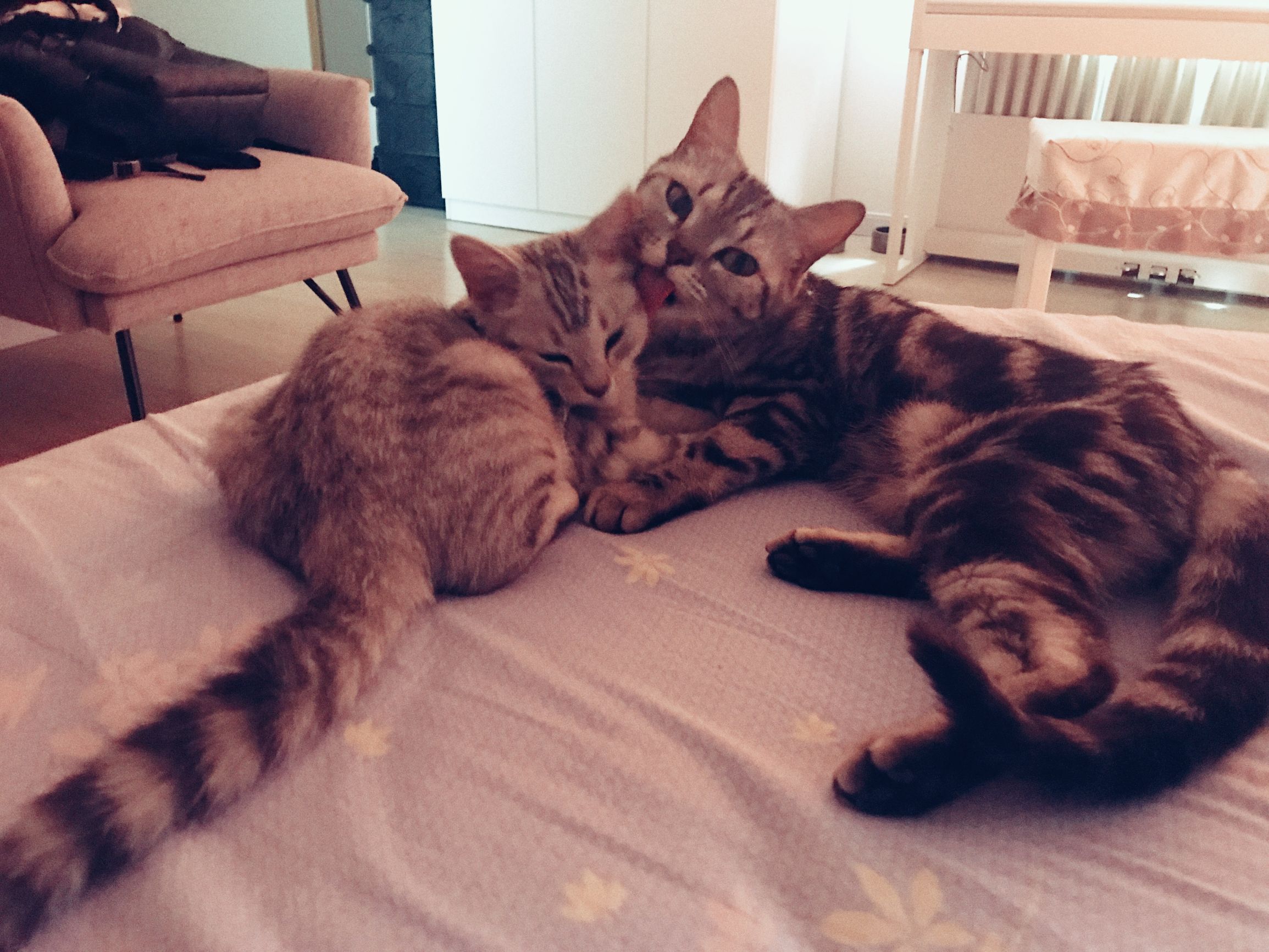 铲屎官你们都怎么养喵？你以为最好养几只喵？