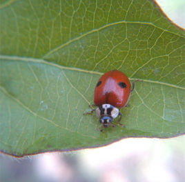 哪些瓢虫是益虫哪些瓢虫是害虫,瓢虫是害虫还是益虫怎么区分