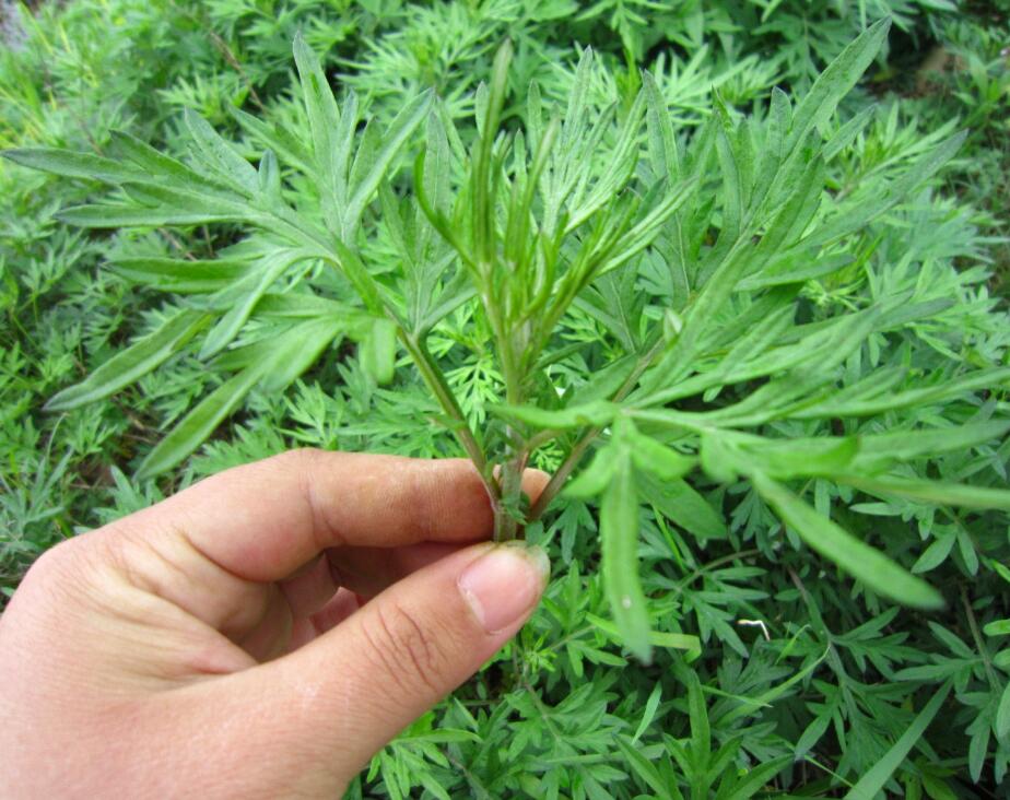 家有三年艾，郎中不用来！没想到这种草这么牛！