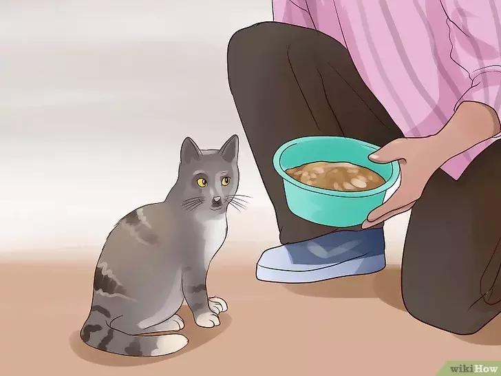 领养的新猫到家后的正确流程,怎么把新猫带回家