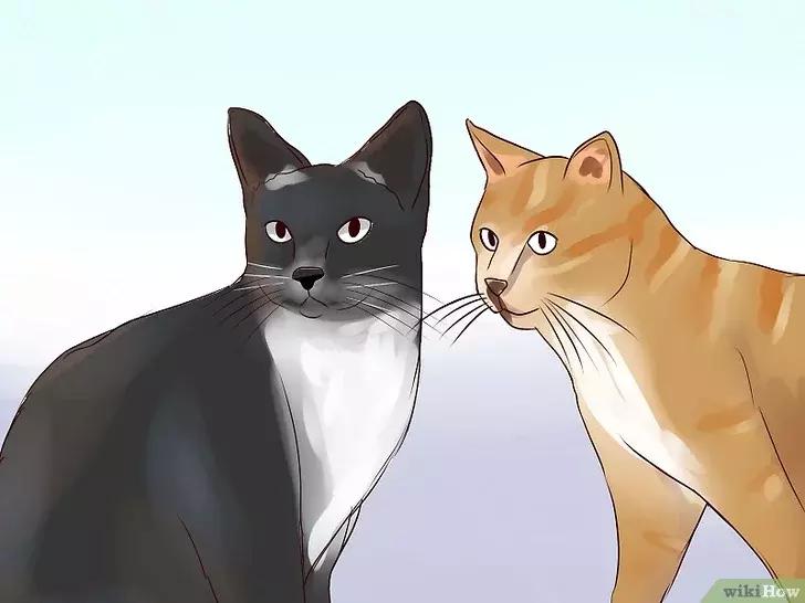 领养的新猫到家后的正确流程,怎么把新猫带回家