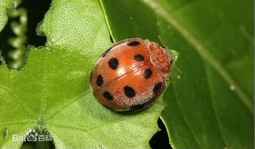 哪些瓢虫是益虫哪些瓢虫是害虫,瓢虫是害虫还是益虫怎么区分