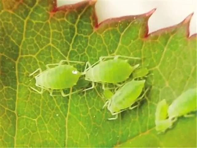 怎么预防植物长虫子,夏天植物爱长虫子