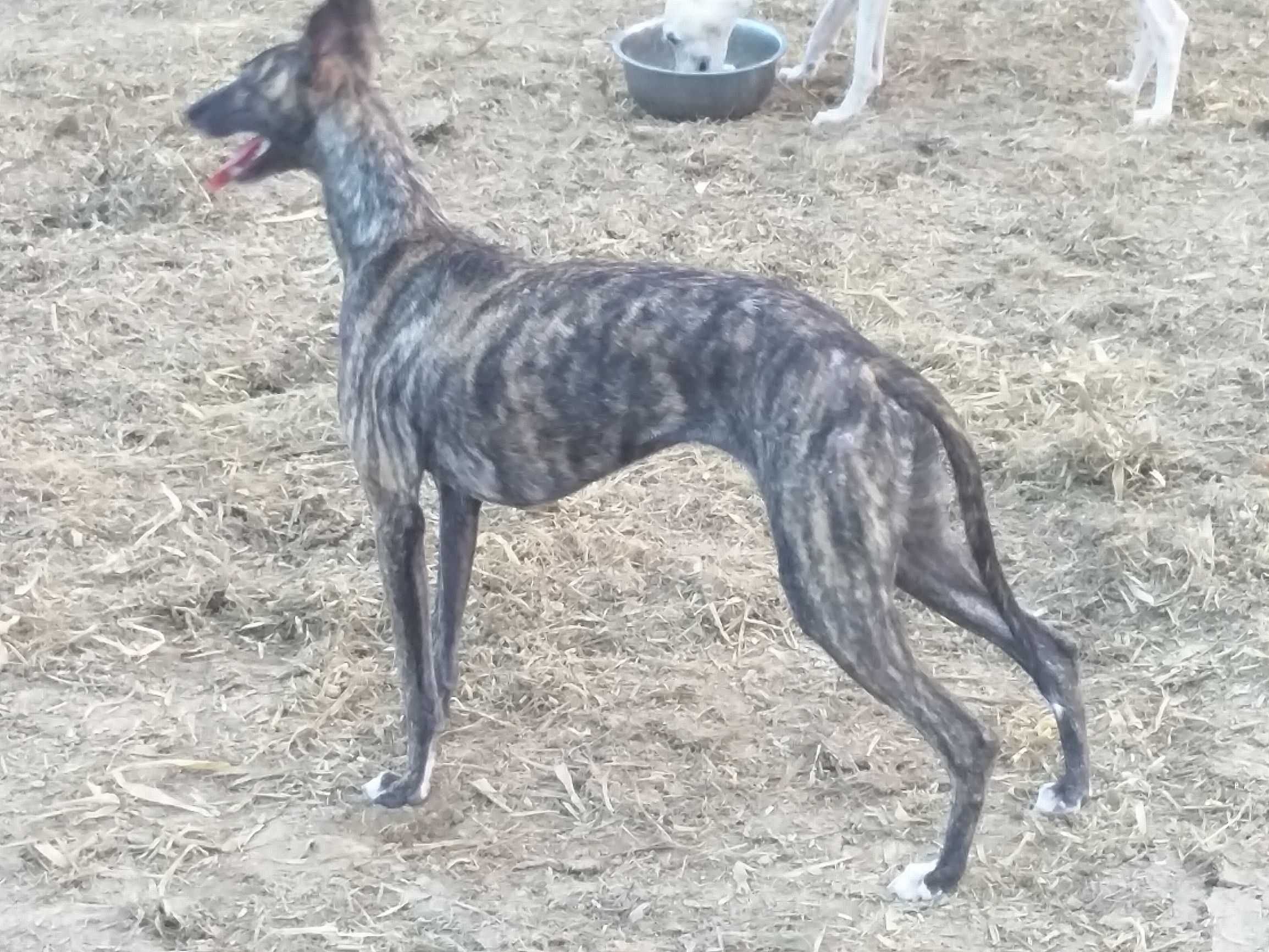 去除狗跳蚤最有效的方法,狗身上生跳蚤怎么去除