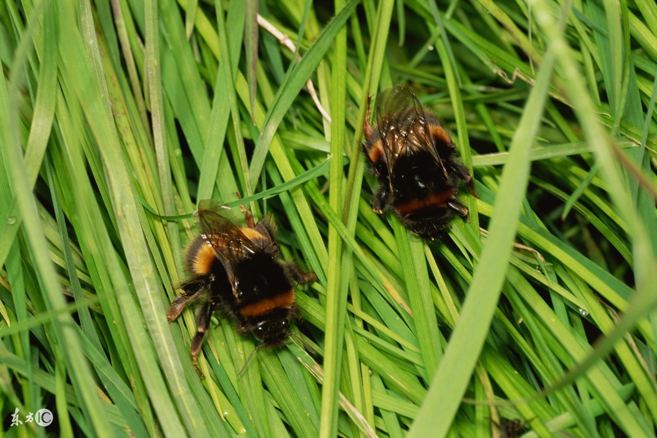 户外虫叮咬处理,被昆虫叮咬后的关注事项