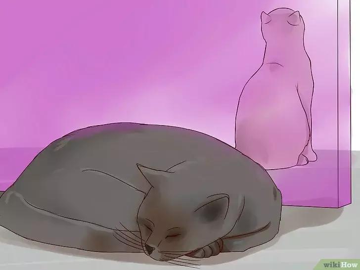 领养的新猫到家后的正确流程,怎么把新猫带回家