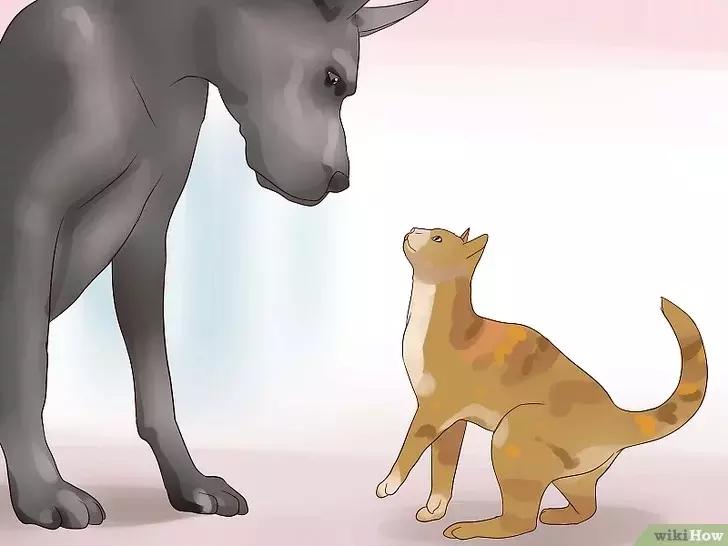 领养的新猫到家后的正确流程,怎么把新猫带回家