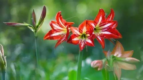 铲屎官养宠物的正确方法,铲屎官如何对待死掉宠物