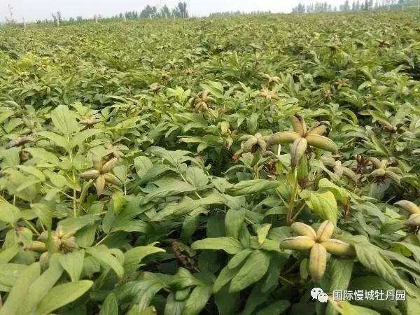 专业角度看凤丹各器官特点，带你全面科学认识高淳四宝-白牡丹