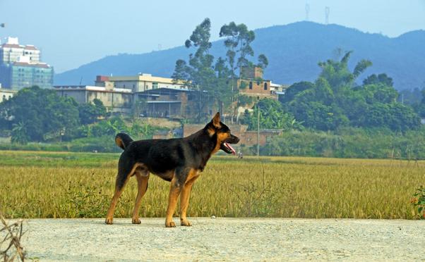 中国农民养500只猪,中国农民养熊
