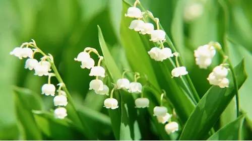 铲屎官养宠物的正确方法,铲屎官如何对待死掉宠物