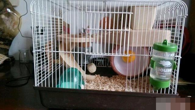 仓鼠越狱了怎么办？不怕四个妙招助你寻回它