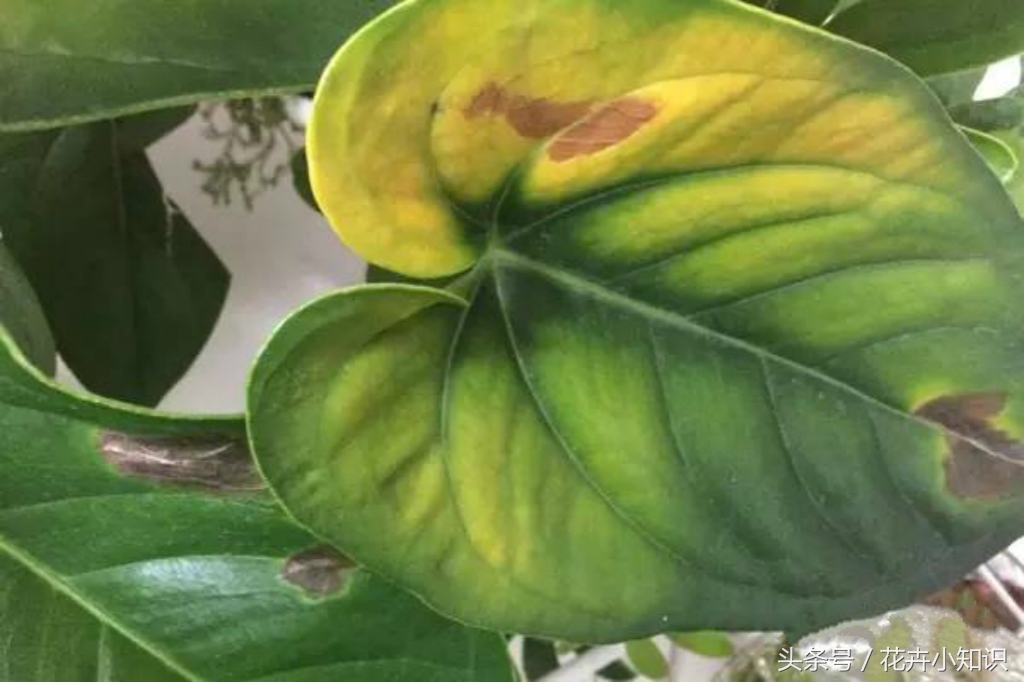 红掌叶片发黄,红掌叶子背面发黄锈斑怎么办