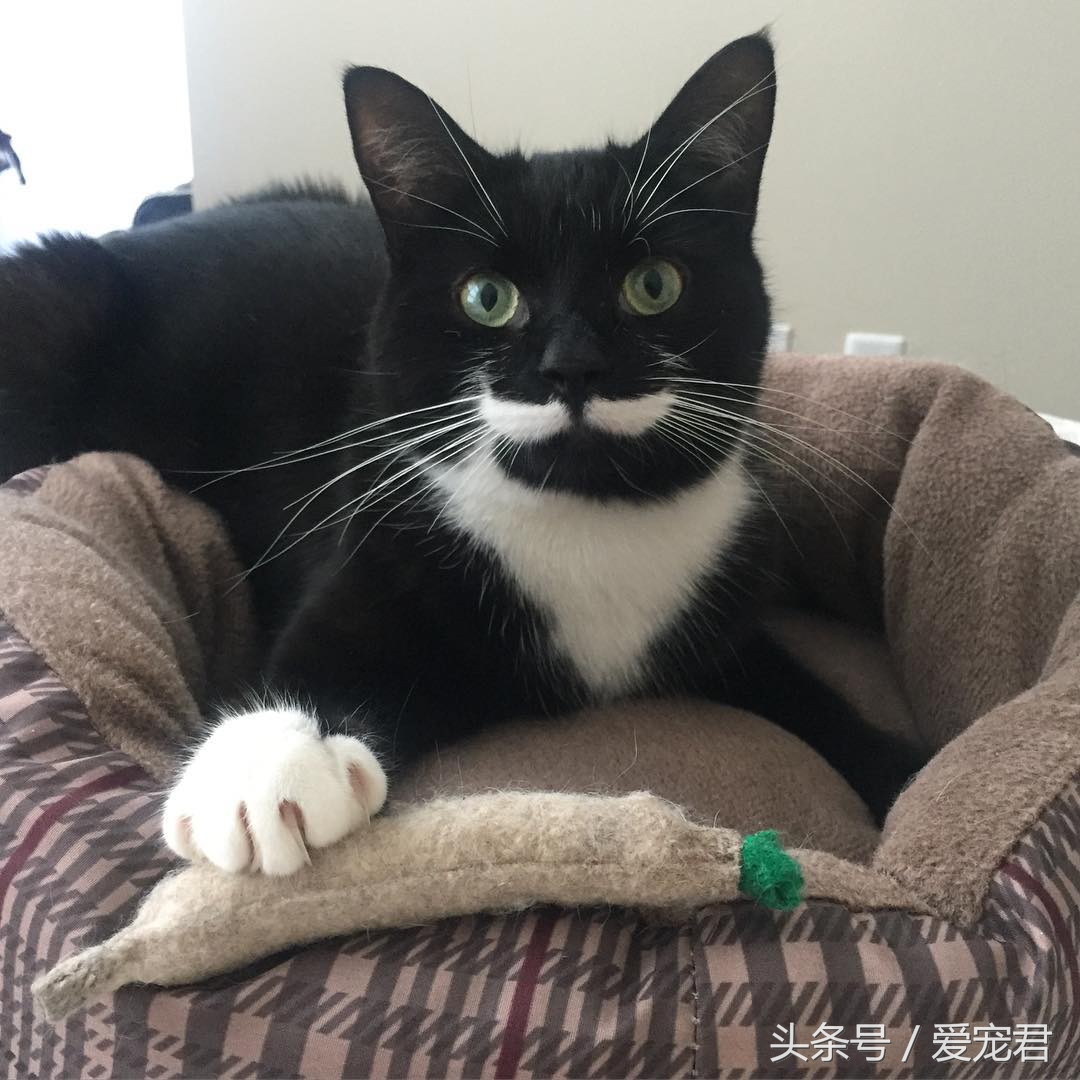 猫咪什么都不干什么情况,喵星人为什么不正经