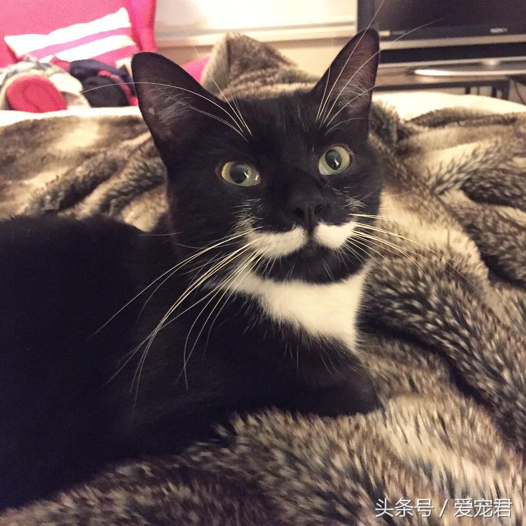 猫咪什么都不干什么情况,喵星人为什么不正经