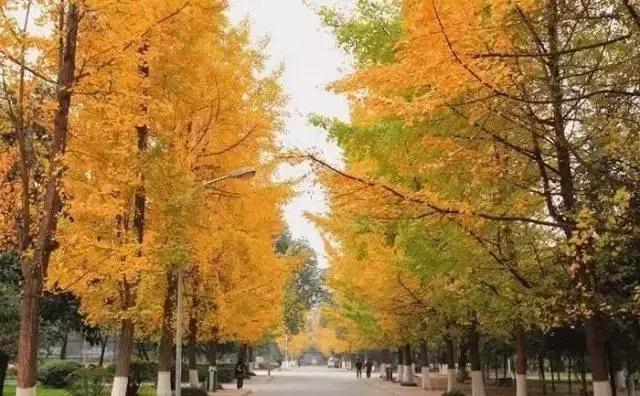 成都赏红叶的公园,成都赏秋色最好的地方