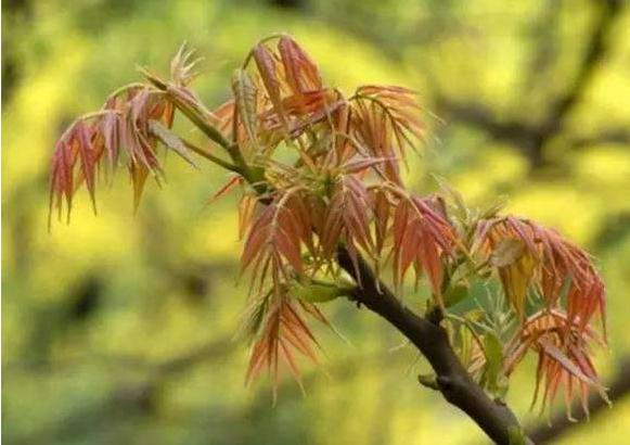 人们常吃的蔬菜,常吃却不知道长什么样子的蔬菜