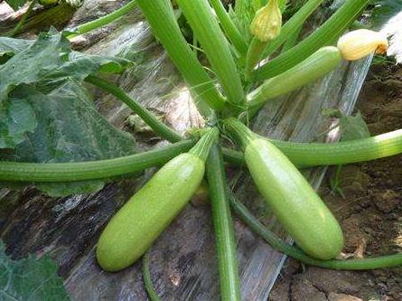 人们常吃的蔬菜,常吃却不知道长什么样子的蔬菜