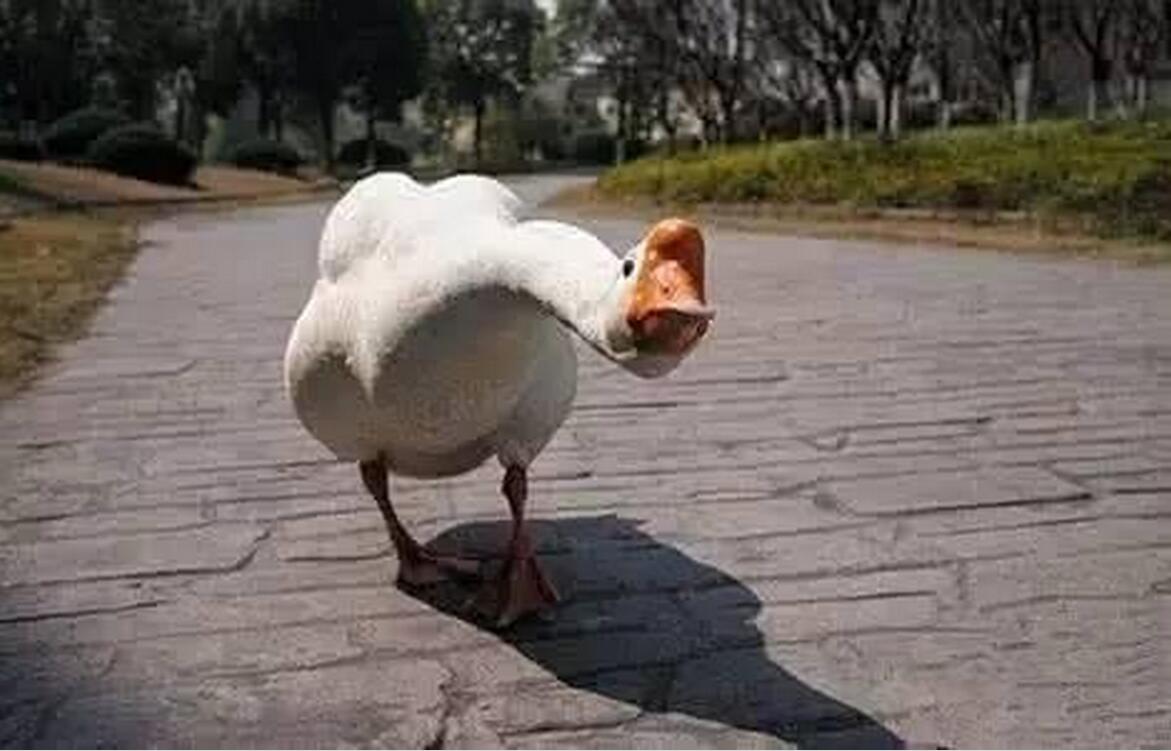 中国农民养500只猪,中国农民养熊