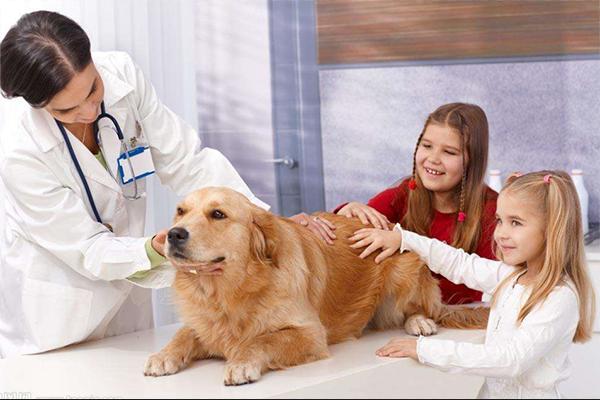 金毛成长要关注什么,金毛成长记日常调皮