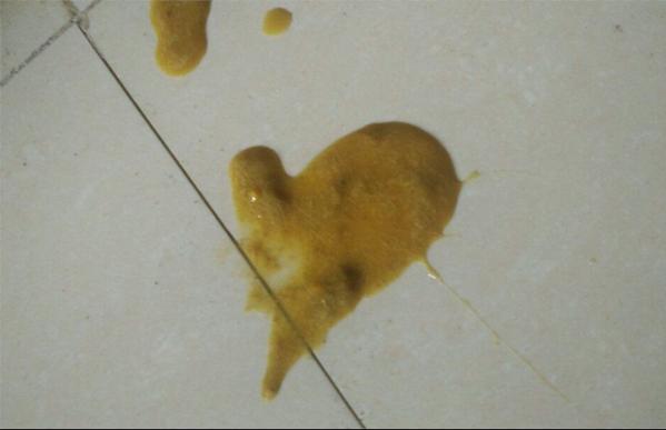 金毛成长要关注什么,金毛成长记日常调皮