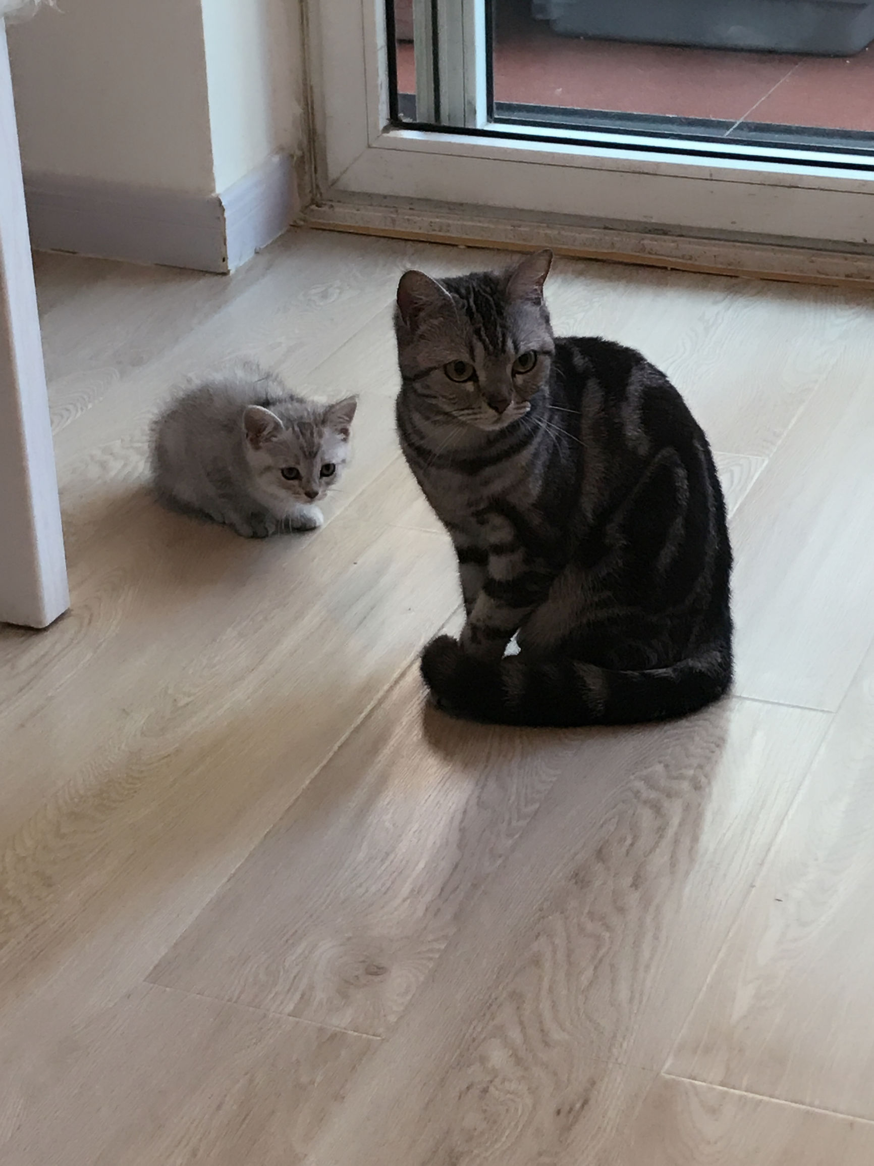 铲屎官你们都怎么养喵？你以为最好养几只喵？