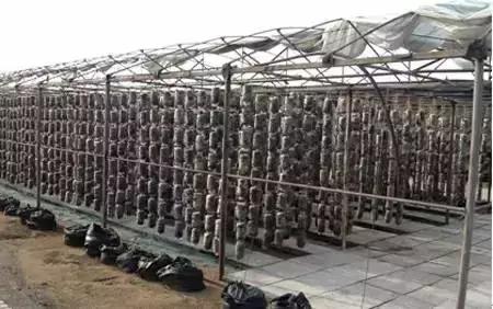 如何种植吊袋式木耳教程,吊袋黑木耳种植技术