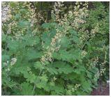 博落回是多年生草本吗,博落回植物介绍