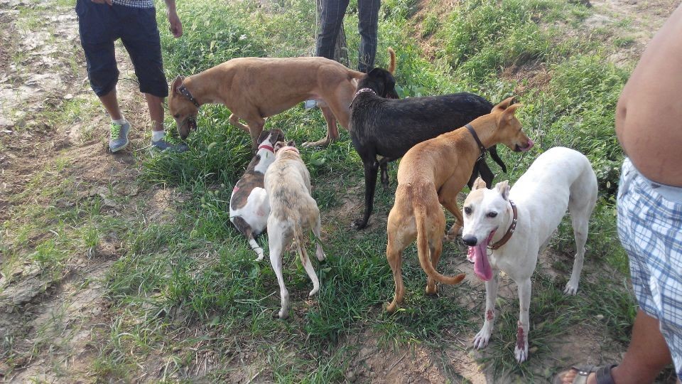 去除狗跳蚤最有效的方法,狗身上生跳蚤怎么去除