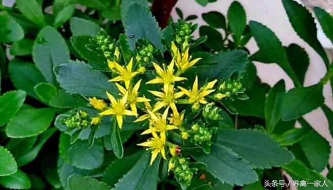 养鸡秘诀,养鸡最好的四种粮食