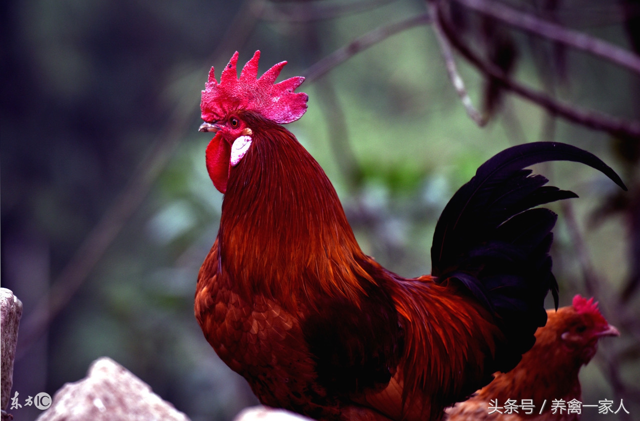 养鸡秘诀,养鸡最好的四种粮食