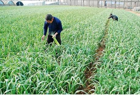 人们常吃的蔬菜,常吃却不知道长什么样子的蔬菜