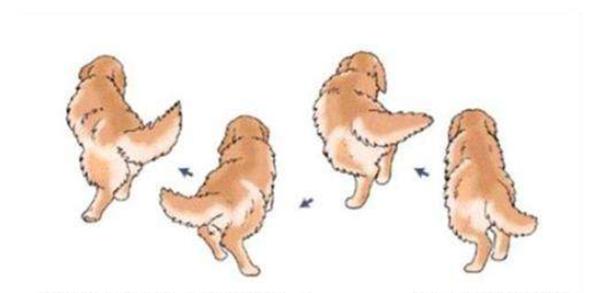 金毛成长要关注什么,金毛成长记日常调皮