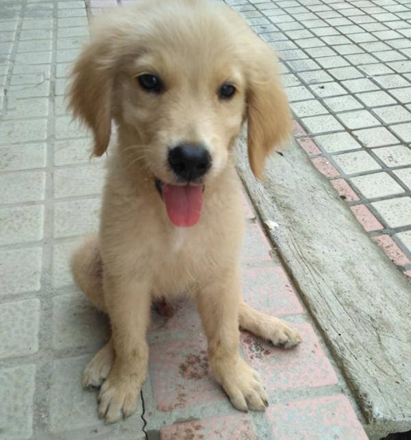 金毛成长要关注什么,金毛成长记日常调皮