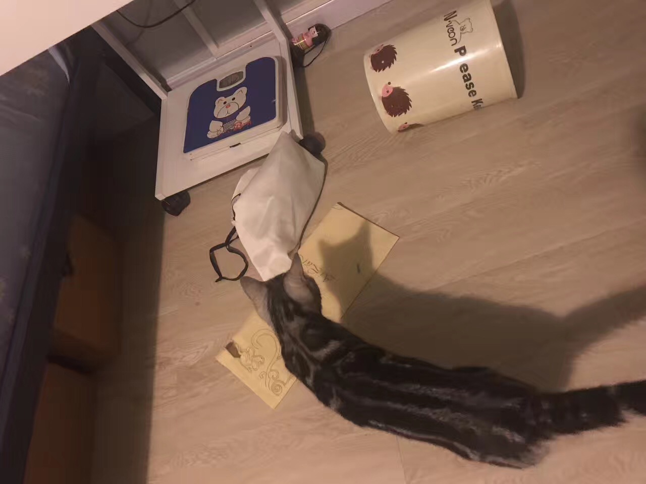 铲屎官你们都怎么养喵？你以为最好养几只喵？