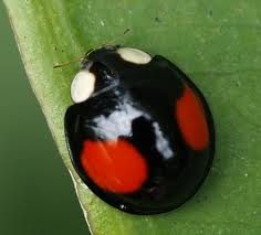 哪些瓢虫是益虫哪些瓢虫是害虫,瓢虫是害虫还是益虫怎么区分