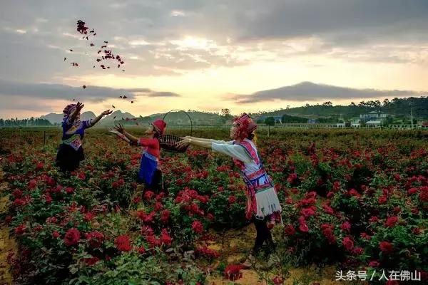 佛山西站出发动车直达！九月的普者黑，美成一幅脱俗的3D田园画~
