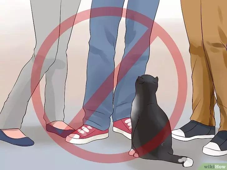 领养的新猫到家后的正确流程,怎么把新猫带回家