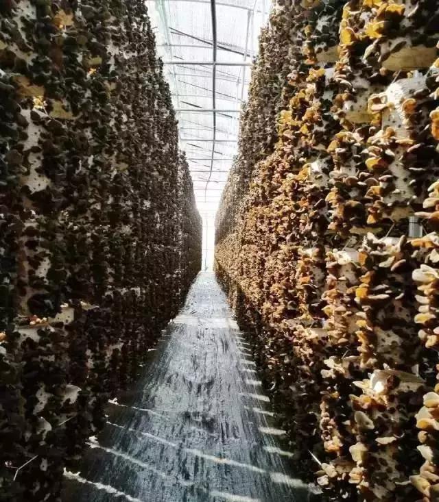 如何种植吊袋式木耳教程,吊袋黑木耳种植技术