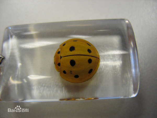 哪些瓢虫是益虫哪些瓢虫是害虫,瓢虫是害虫还是益虫怎么区分