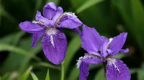 铲屎官养宠物的正确方法,铲屎官如何对待死掉宠物