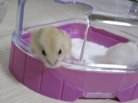 仓鼠越狱了怎么办？不怕四个妙招助你寻回它