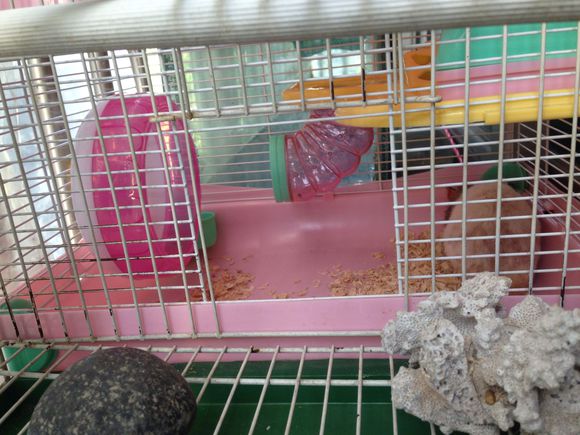 仓鼠越狱了怎么办？不怕四个妙招助你寻回它