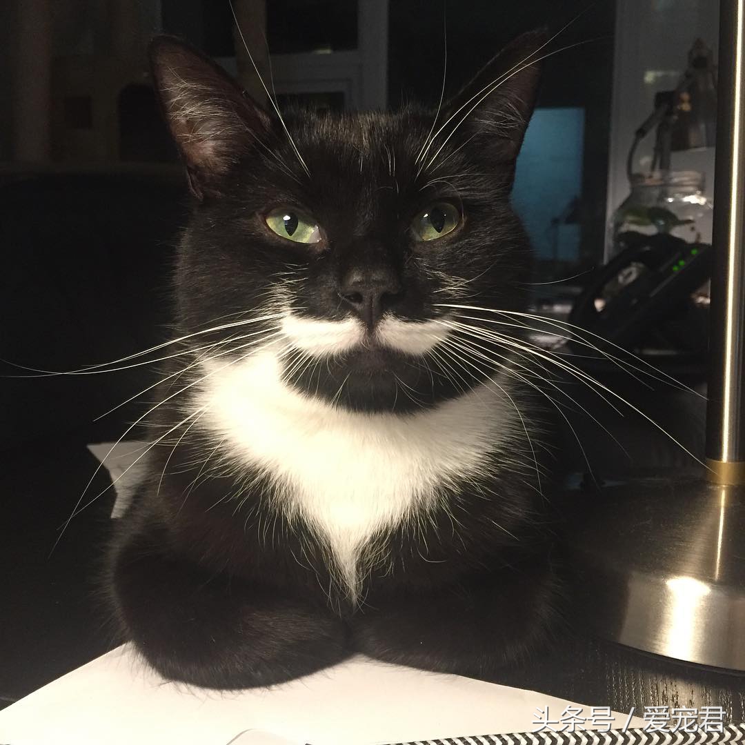 猫咪什么都不干什么情况,喵星人为什么不正经