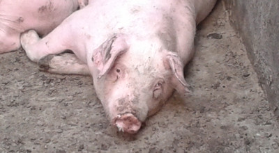 猪脑袋歪了怎么回事,猪歪着脖子是怎么回事