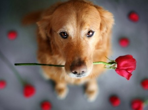 犬冠状病毒打血清有用吗,新型冠状病毒防疫小知识