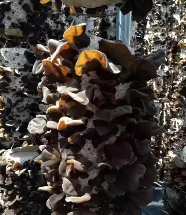 如何种植吊袋式木耳教程,吊袋黑木耳种植技术